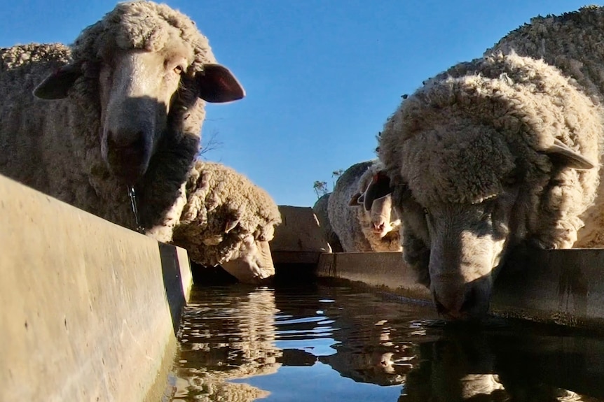 Sheep drink from a trough.