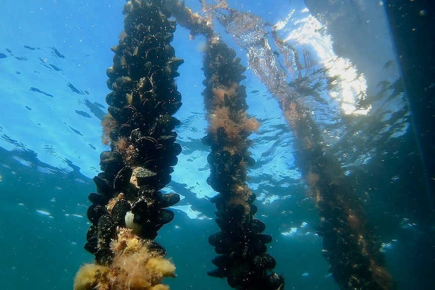 Mussels that grow in the ocean.