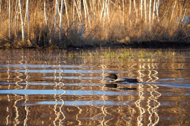 A common loon swims through the reflections of birch trees along the shore of Shell Lake in Washburn County.  The bird was among a rich variety of wildlife seen by anglers Saturday, the opening day of Wisconsin's 2022 general fishing season.